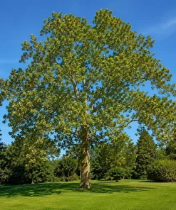American Sycamore Live Plant - Set of 2 Trees, 6-12 Inch Tall, Quart Pot, Outdoor - Image 3