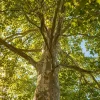American Sycamore Live Plant - Set of 2 Trees, 6-12 Inch Tall, Quart Pot, Outdoor - Image 1
