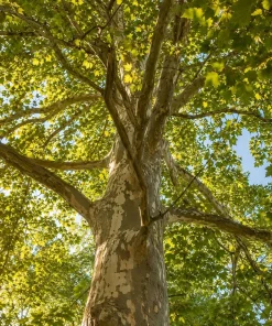American Sycamore Live Plant - Set of 2 Trees, 6-12 Inch Tall, Quart Pot, Outdoor - Image 1