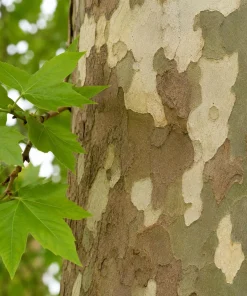 American Sycamore Live Plant - Set of 2 Trees, 6-12 Inch Tall, Quart Pot, Outdoor - Image 7