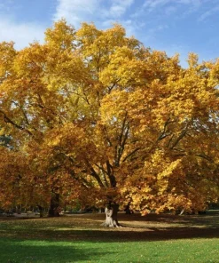 American Sycamore Live Tree – 1 Quart Pot – 10-12