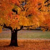 American Sycamore Live Tree – 1 Quart Pot – 10-12" Tall – Outdoor Deciduous Shade Tree - Image 1