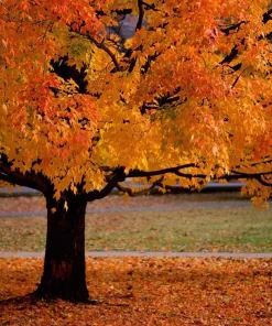 American Sycamore Live Tree – 1 Quart Pot – 10-12