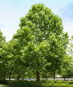 American Sycamore Live Tree – 1 Quart Pot – 10-12