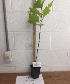 American Sycamore Live Tree – 1 Quart Pot – 10-12