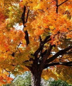 American Sycamore Live Tree – 1 Quart Pot – 10-12