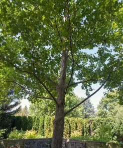 American Sycamore Live Tree – 1 Quart Pot – 10-12