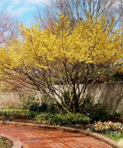 American Witch Hazel Live Plant – Hamamelis virginiana – 4 inch Pot – Outdoor Shrub - Image 2