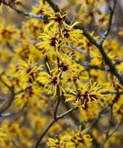 American Witch Hazel Live Plant – Hamamelis virginiana – 1 Gallon Pot – Outdoor Shrub - Image 3
