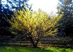 American Witch Hazel Live Plant – Hamamelis virginiana – 4 inch Pot – Outdoor Shrub - Image 3