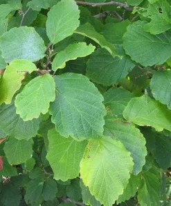 American Witch Hazel Live Plant – Hamamelis virginiana – 4 inch Pot – Outdoor Shrub - Image 4