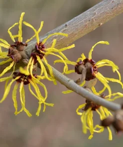 American Witch Hazel Live Plant – Hamamelis virginiana – 4 inch Pot – Outdoor Shrub - Image 5