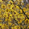 American Witch Hazel Live Plant – Hamamelis virginiana – 4 inch Pot – Outdoor Shrub - Image 1