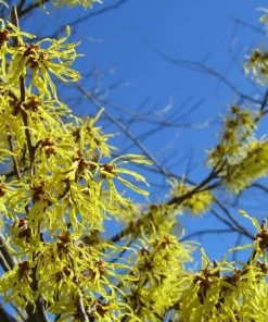 American Witch Hazel Live Plant – Hamamelis virginiana – 1 Gallon Pot – Outdoor Shrub - Image 6