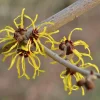 American Witch Hazel Live Plant – Hamamelis virginiana – 1 Gallon Pot – Outdoor Shrub - Image 1