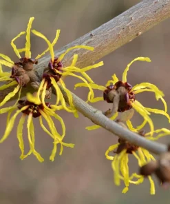 American Witch Hazel Live Plant – Hamamelis virginiana – 1 Gallon Pot – Outdoor Shrub - Image 1