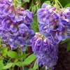 Amethyst Falls Wisteria Vine - Live Plant - Fragrant Blue Flowers - 4" Pot - Outdoor - Image 1