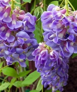 Amethyst Falls Wisteria Vine - Live Plant - Fragrant Blue Flowers - 4