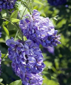 Amethyst Falls Wisteria Vine - Live Plant - Fragrant Blue Flowers - 4
