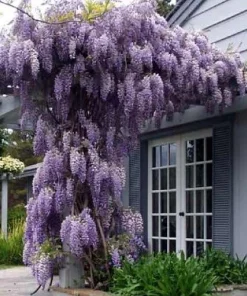 Amethyst Falls Wisteria Vine - Live Plant - Fragrant Blue Flowers - 4