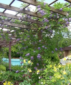 Amethyst Falls Wisteria Vine - Live Plant - Fragrant Blue Flowers - 4