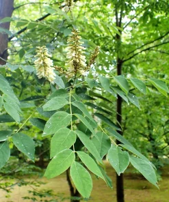 Amur Maackia Seeds - 10 Cladrastis Amurensis Tree Seeds, Ornamental White Flowers - Image 10