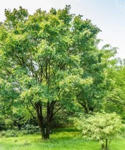 Amur Maackia Seeds - 10 Cladrastis Amurensis Tree Seeds, Ornamental White Flowers - Image 2