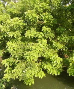 Amur Maackia Seeds - 10 Cladrastis Amurensis Tree Seeds, Ornamental White Flowers - Image 3