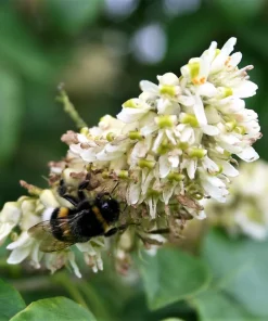 Amur Maackia Seeds - 10 Cladrastis Amurensis Tree Seeds, Ornamental White Flowers - Image 4