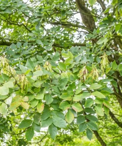 Amur Maackia Seeds - 10 Cladrastis Amurensis Tree Seeds, Ornamental White Flowers - Image 5