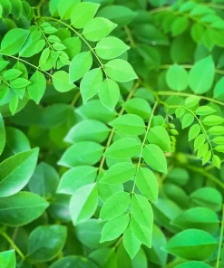 Amur Maackia Seeds - 10 Cladrastis Amurensis Tree Seeds, Ornamental White Flowers - Image 6