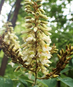 Amur Maackia Seeds - 10 Cladrastis Amurensis Tree Seeds, Ornamental White Flowers - Image 7
