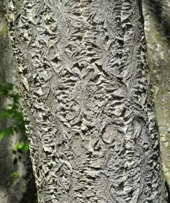 Amur Maackia Seeds - 10 Cladrastis Amurensis Tree Seeds, Ornamental White Flowers - Image 8