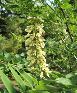 Amur Maackia Seeds - 10 Cladrastis Amurensis Tree Seeds, Ornamental White Flowers - Image 9