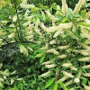 Amur Maackia Seeds - 10 Cladrastis Amurensis Tree Seeds, Ornamental White Flowers - Image 1