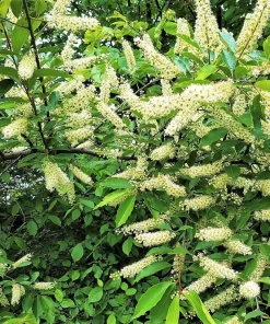 Amur Maackia Seeds - 10 Cladrastis Amurensis Tree Seeds, Ornamental White Flowers - Image 1