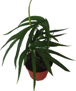 Amydrium Zippelianum Live Plant - 4" Pot - Tropical Indoor Foliage - Image 2