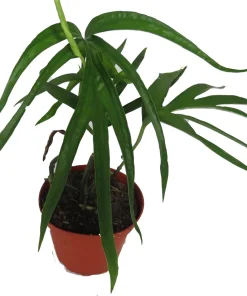 Amydrium Zippelianum Live Plant - 4