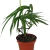 Amydrium Zippelianum Live Plant - 4" Pot - Tropical Indoor Foliage - Image 1