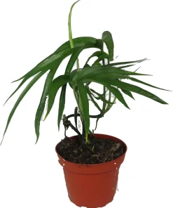 Amydrium Zippelianum Live Plant - 4
