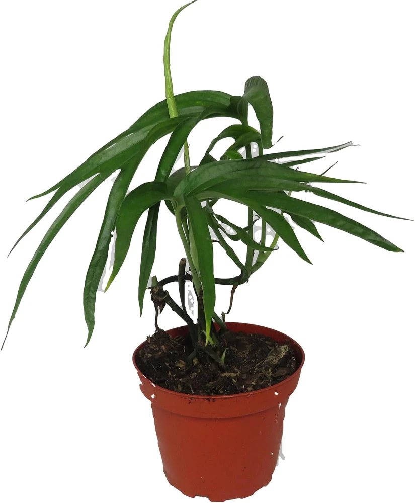 Amydrium Zippelianum Live Plant - 4" Pot - Tropical Indoor Foliage - Image 1
