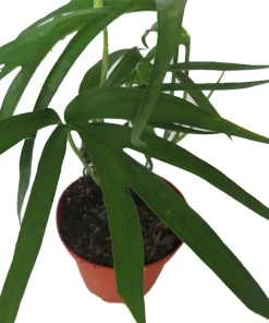 Amydrium Zippelianum Live Plant - 4