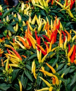 Anaheim Chili Pepper Seeds - 300 Count, New Mexico Capsicum Annuum Vegetable Seeds - Image 2