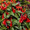 Anaheim Chili Pepper Seeds - 300 Count, New Mexico Capsicum Annuum Vegetable Seeds - Image 1
