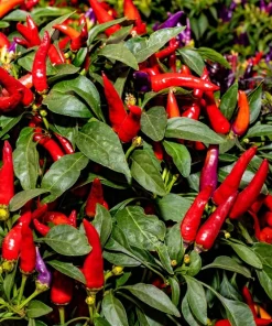 Anaheim Chili Pepper Seeds - 300 Count, New Mexico Capsicum Annuum Vegetable Seeds - Image 1