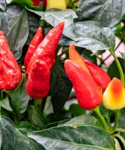 Anaheim Chili Pepper Seeds - 300 Count, New Mexico Capsicum Annuum Vegetable Seeds - Image 6