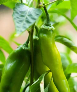 Anaheim Chili Pepper Seeds - 300 Count, New Mexico Capsicum Annuum Vegetable Seeds - Image 8