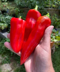 Anaheim Chili Pepper Seeds - 300 Count, New Mexico Capsicum Annuum Vegetable Seeds - Image 9