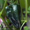 Ancho San Luis Pepper Seeds - 20 Seeds - Mildly Hot, High Yield - Image 1