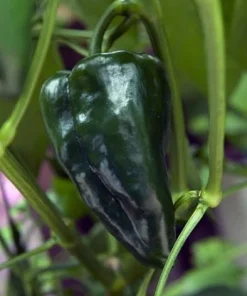 Ancho San Luis Pepper Seeds - 20 Seeds - Mildly Hot, High Yield - Image 1